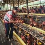 Rahasia dan Tip Sukses Budidaya Ayam Petelur di Indonesia