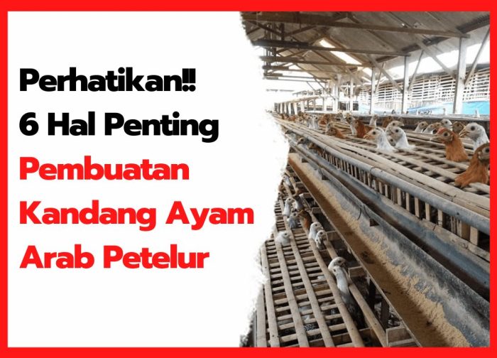 Harga Indukan Ayam Arab: Mei 2019 Harga Indukan Ayam Arab: Mei 2019