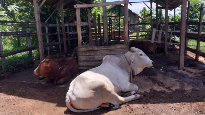 Ternak di Mesjid Raya Aceh Besar