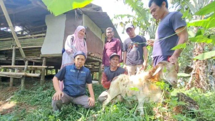 Cara Ternak Jangkrik Lengkap Dan Efektif | Peluang Usaha Budidaya Ternak jangkrik di Sukajaya, Kota Sabang
