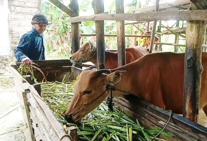 Lalu Lintas Hewan Ternak Dibuka Lagi, 50 Ekor Sapi Lampung akan Masuk ... Ternak di Simpang Tiga Aceh Besar