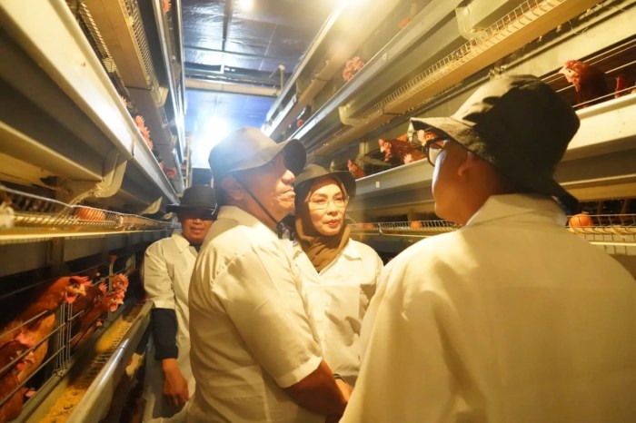 Peternakan ayam kampung di Tangse, Pidie