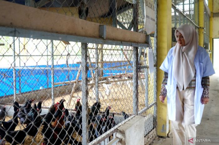 Luar biasa peternakan ayam kampung di Vietnam | wanita cantik ternak ... Peternakan ayam kampung di Blado, Batang