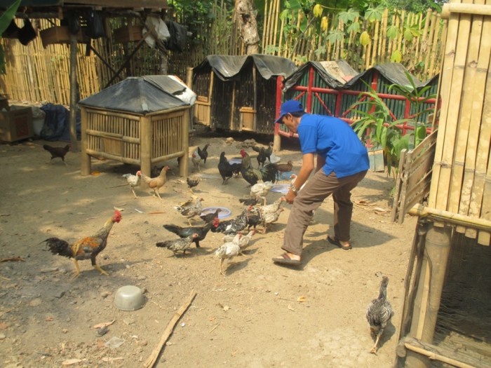 Peternakan ayam kampung di Sakti, Pidie