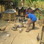 Peternakan ayam kampung di Tambak, Banyumas