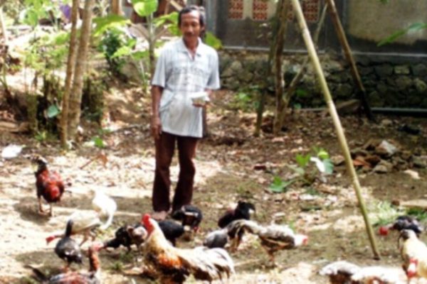 PETERNAKAN AYAM KAMPUNG PETELUR DI BOGOR | ANTARA Foto