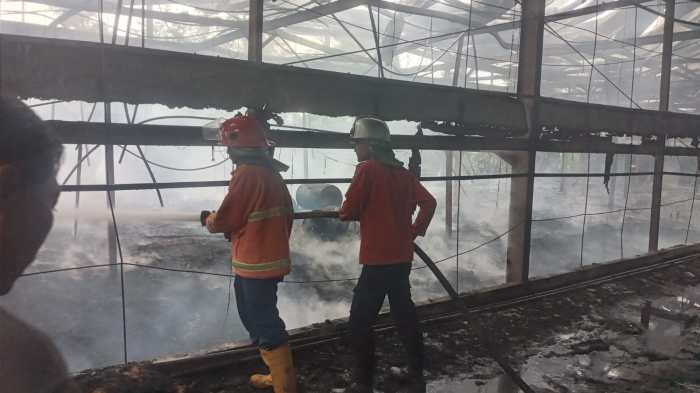 Peternakan ayam kampung di Karanglewas, Banyumas