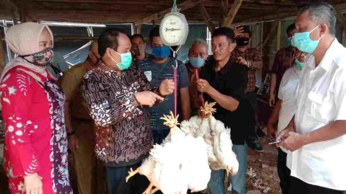 Peternakan Ayam di Kedaung Pamulang - Wartakotalive.com