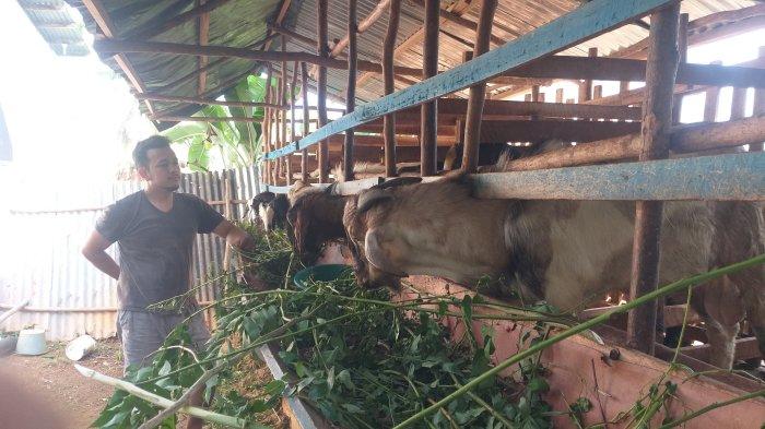 Melihat Budidaya Maggot untuk Kebutuhan Pakan Ternak di Tangerang Selatan Ternak maggot di Selebar, Kota Bengkulu