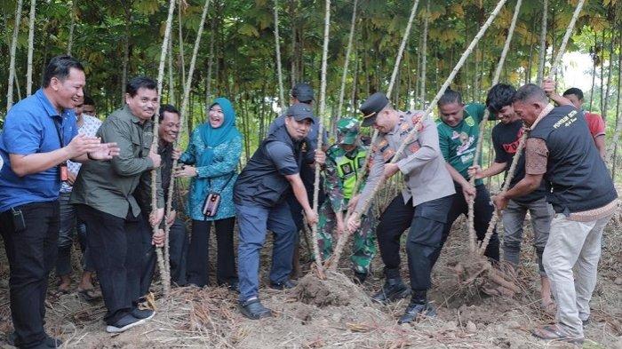 Kapolres Aceh Besar Pimpin Pemusnahan 4 Hektare Ladang Ganja di Kuta ... Kapolres Aceh Besar Pimpin Pemusnahan 4 Hektare Ladang Ganja di Kuta ...