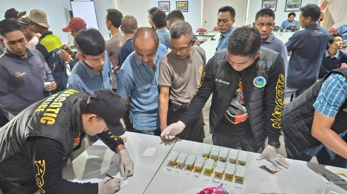 √ Informasi Lengkap Mengenai Ayam Arab | HOBI TERNAK