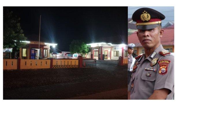 Ayam Arab Petelur dan Pedaging Ayam Arab Petelur dan Pedaging