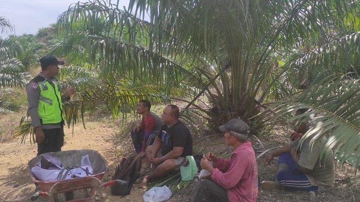 Cara Beternak Jangkrik Kalung: Budidaya Ternak Jangkrik