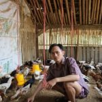 SIMPEL ‼️ Kandang ternak ayam kampung petelur skala rumahan dan jenis ...