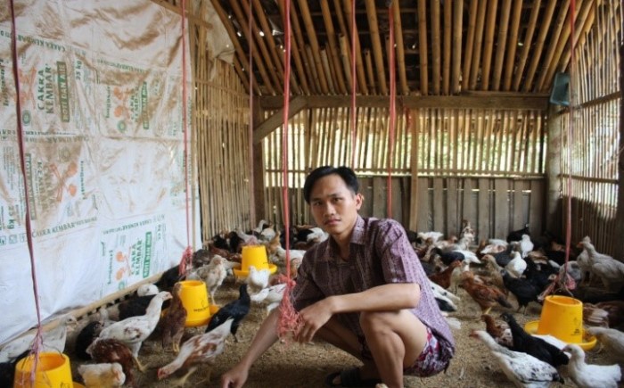 Peternakan ayam kampung di Tangan-Tangan, Aceh Barat Daya