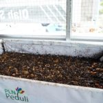 Cara Budidaya Maggot BSF dari Awal hingga Panen