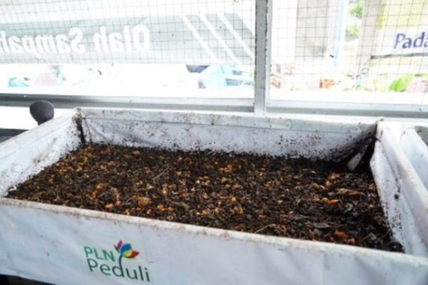 Cara Budidaya Maggot BSF dari Awal hingga Panen