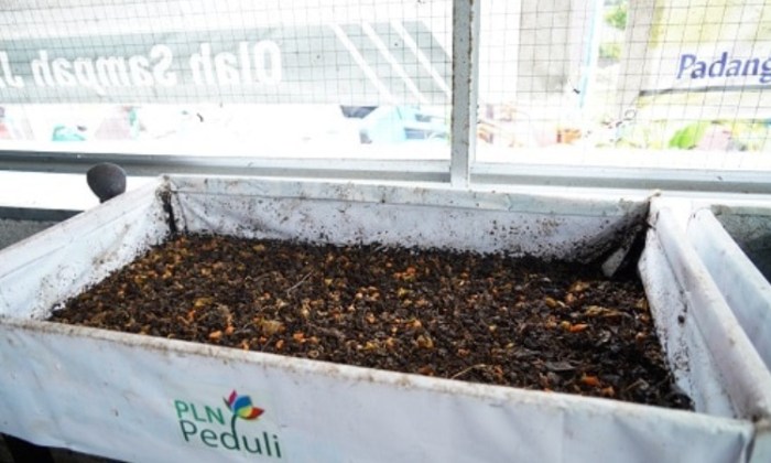 Cara Budidaya Maggot BSF dari Awal hingga Panen Cara Budidaya Maggot BSF dari Awal hingga Panen