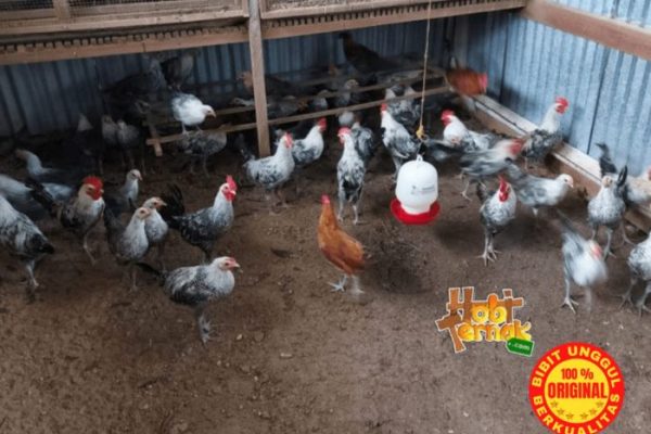 Ternak Ayam Arab Umbaran atau Semi Umbaran, Anda Lebih Pilih yang Mana ...