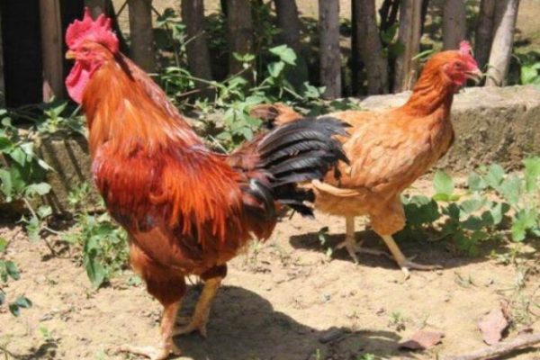 Ayam merah petelur di Meraksa Aji, Tulang Bawang