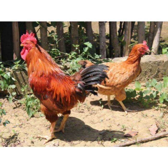 Jual Ayam merah petelur masih bertelur/usia 25-30minggu | Shopee Indonesia Ayam merah petelur di Meraksa Aji, Tulang Bawang