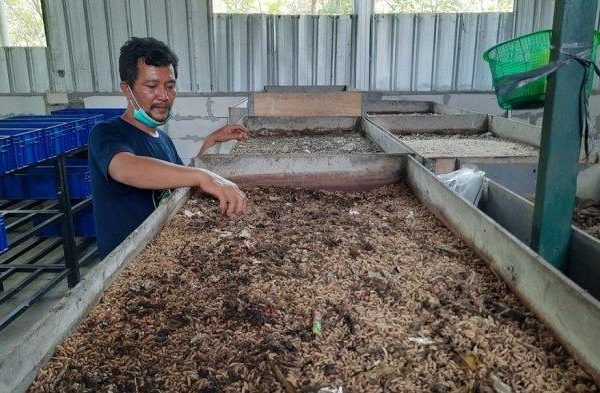 INSPIRATIF, Menengok Pengolahan Sampah Organik Lewat Budidaya Maggot di ...
