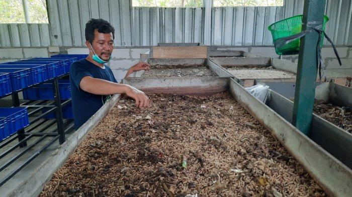 Ternak maggot di Kota Padang, Rejang Lebong