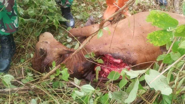 Peternakan ayam kampung di Indra Makmur, Aceh Timur