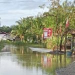 Ternak jangkrik di Tripa Makmur, Nagan Raya