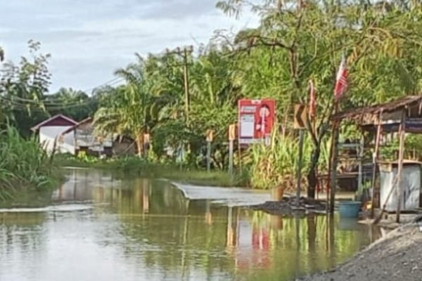 Ternak jangkrik di Tripa Makmur, Nagan Raya