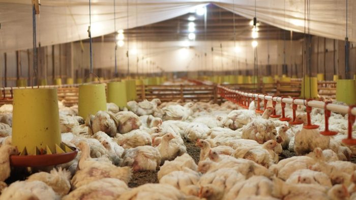 Panduan Cara Ternak Ayam Broiler Pedaging Menguntungkan untuk Pemula ... Panduan Cara Ternak Ayam Broiler Pedaging Menguntungkan untuk Pemula ...