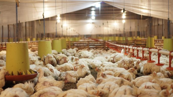 Unkhair Panen Perdana 4.600 Ekor Ayam Potong Broiler System ... Unkhair Panen Perdana 4.600 Ekor Ayam Potong Broiler System ...