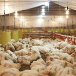 Sejarah Kemitraan Ayam Broiler di Indonesia: Tradisional ke Teknologi