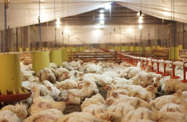 Sejarah Kemitraan Ayam Broiler di Indonesia: Tradisional ke Teknologi