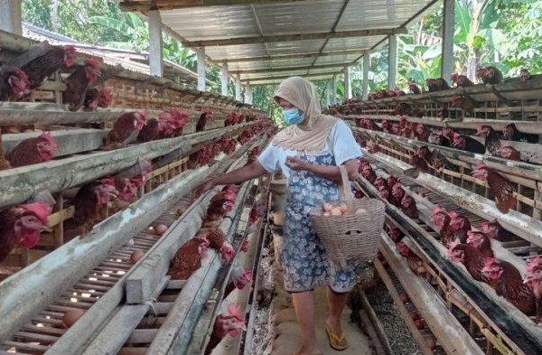 Keuntungan Naik 50% Akibat Harga Melambung, Peternak Ayam Petelur Tersenyum