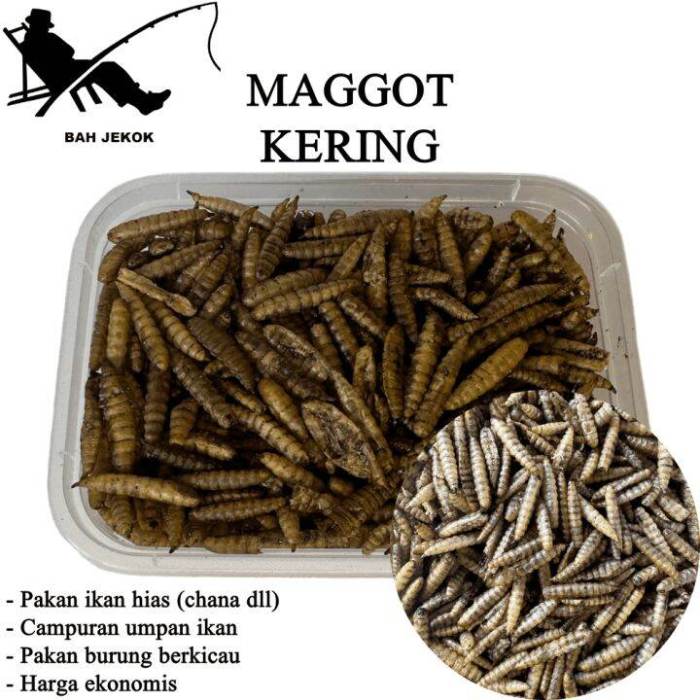 Maggot Kering BSF Magot Pakan Burung Kacer, Murray dll (200gr) | Lazada ... Ternak maggot di Kaur Utara, Kaur
