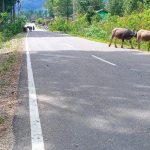 Ide Bisnis Ternak Jangkrik | Konsultan Bisnis Satoeasa