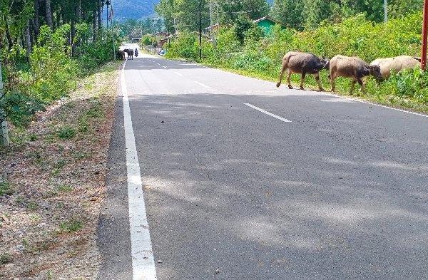 Ide Bisnis Ternak Jangkrik | Konsultan Bisnis Satoeasa