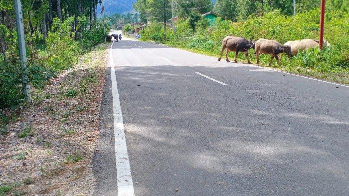 Ide Bisnis Ternak Jangkrik | Konsultan Bisnis Satoeasa Ide Bisnis Ternak Jangkrik | Konsultan Bisnis Satoeasa