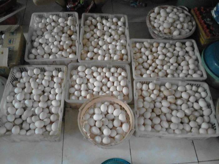 Ayam arab di Kalirejo, Lampung Tengah