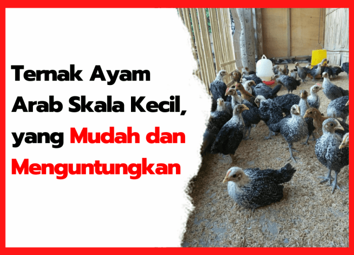 Ternak Ayam Arab Skala Kecil, Yang Mudah Dan Menguntungkan Ayam arab di Talo Kecil, Seluma