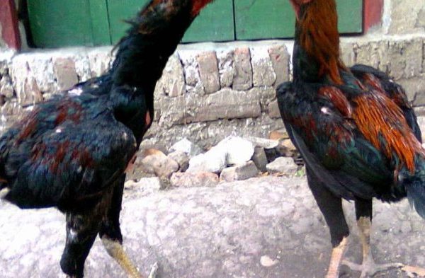 Ayam arab di Bulok, Tanggamus
