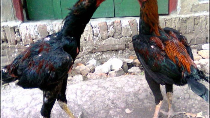 Ayam arab di Bulok, Tanggamus