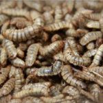 Ternak maggot di Bungin Kuning, Lebong