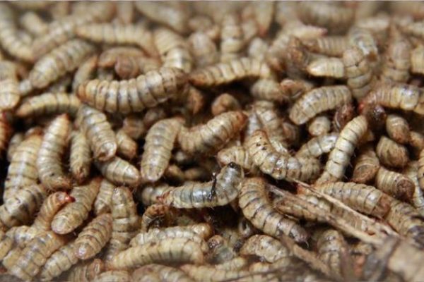 Ternak maggot di Bungin Kuning, Lebong