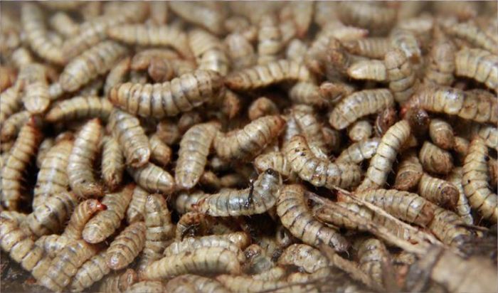 Ternak maggot di Air Besi, Bengkulu Utara