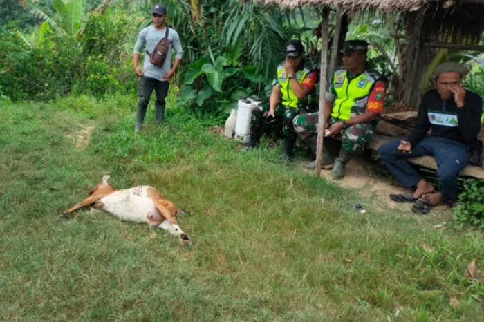 Ternak jangkrik di Peunaron Aceh Timur