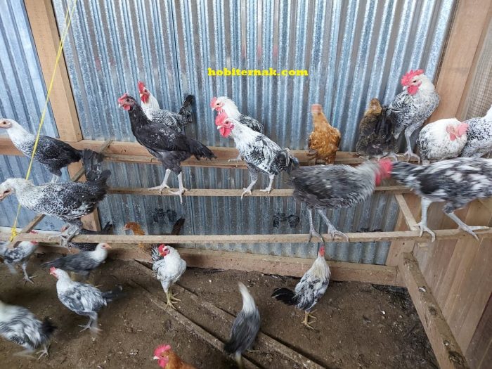 Ayam Arab - YouTube Ayam Arab - YouTube