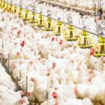 Analisis Konsep Koperasi sebagai Model Strategi Bisnis Pengembangan ...