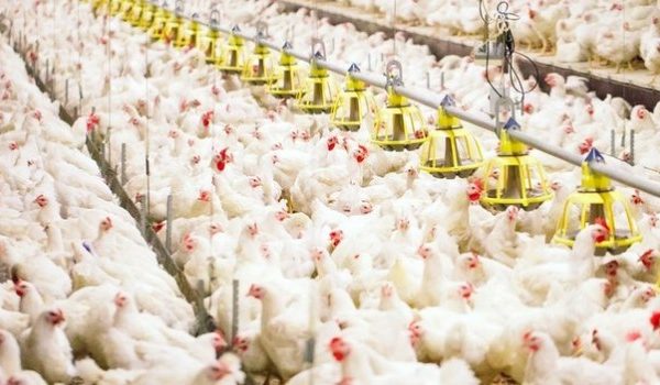 Analisis Konsep Koperasi sebagai Model Strategi Bisnis Pengembangan ...